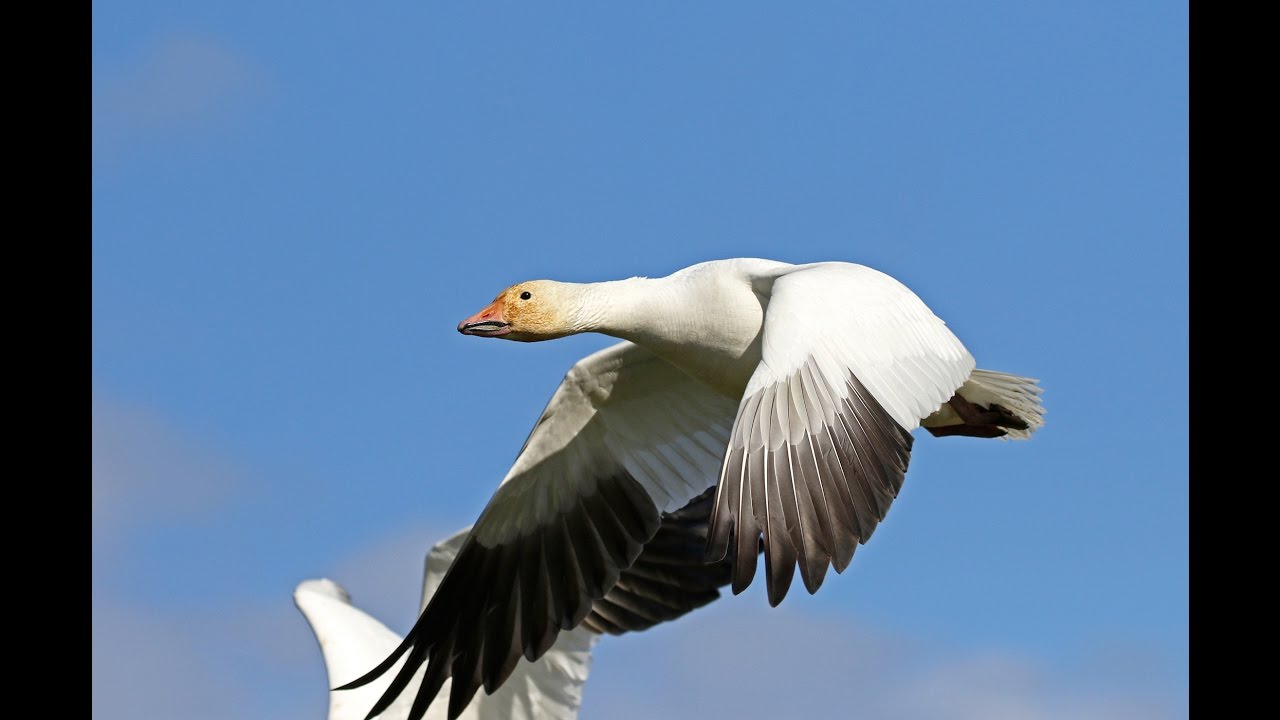 Waterfowl Hunting Overload