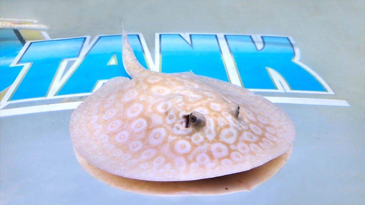 Secrets of a Monster Fish Store Owner [Tour]