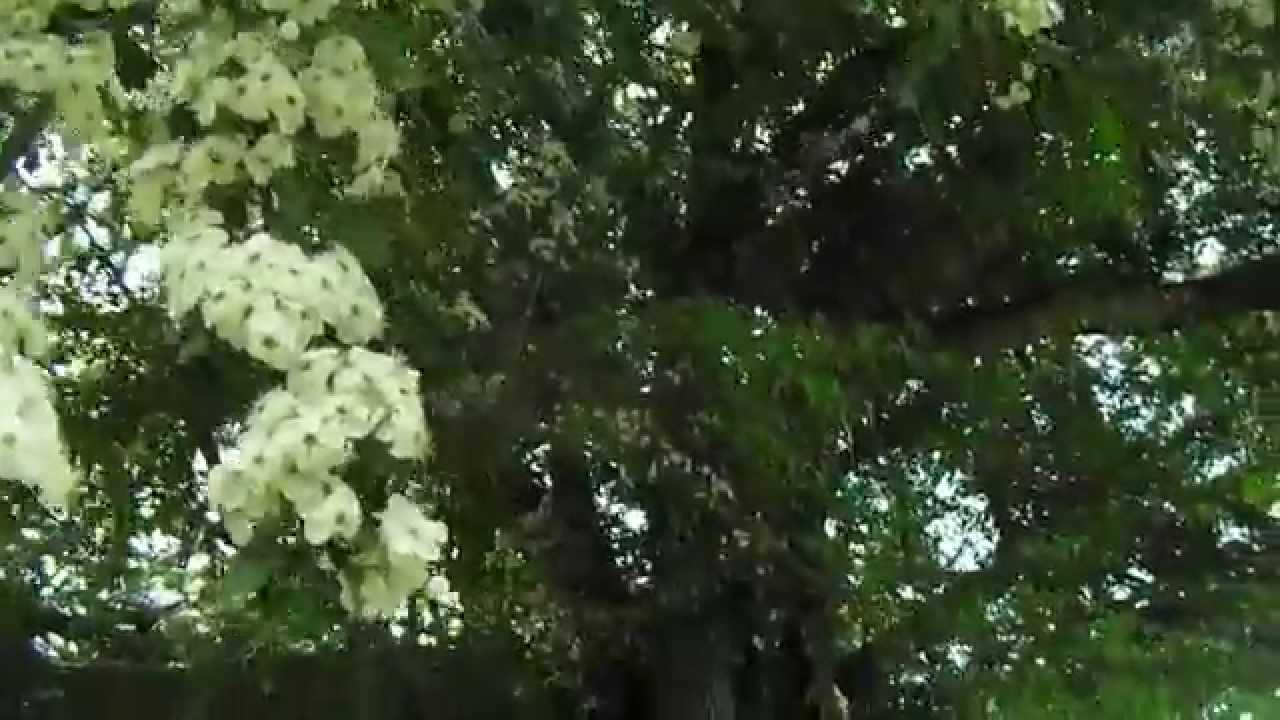 Espino albar (crataegus monogyna) primavera 2015.