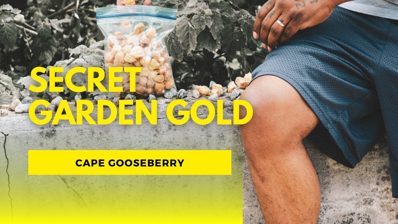 "Harvesting Aunt Molly's Ground Cherry: The Sweet Gold Hidden in Your Garden!"