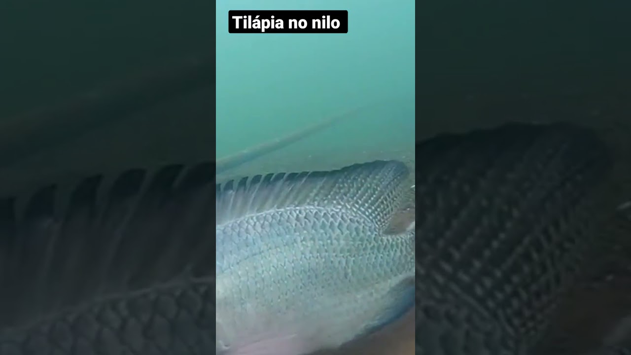 Linda imagem #tilapia  do Nilo