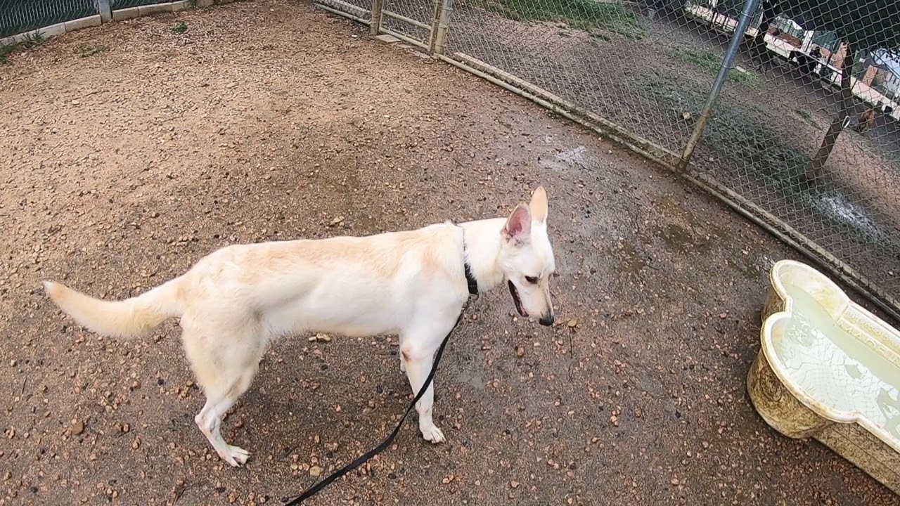 Doggie soft play group with Hawk, Blue, Snowbell, Poncho, Laika, Pocky
