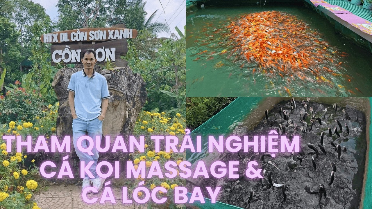 Khu du lịch Cồn Sơn: Trải nghiệm cá Koi Massage & cá Lóc bay | TRONG TUAN BT