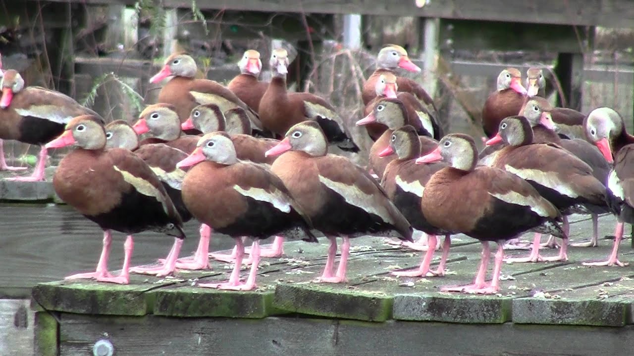 Whistling Tree Ducks  on Lake Houston January 2012