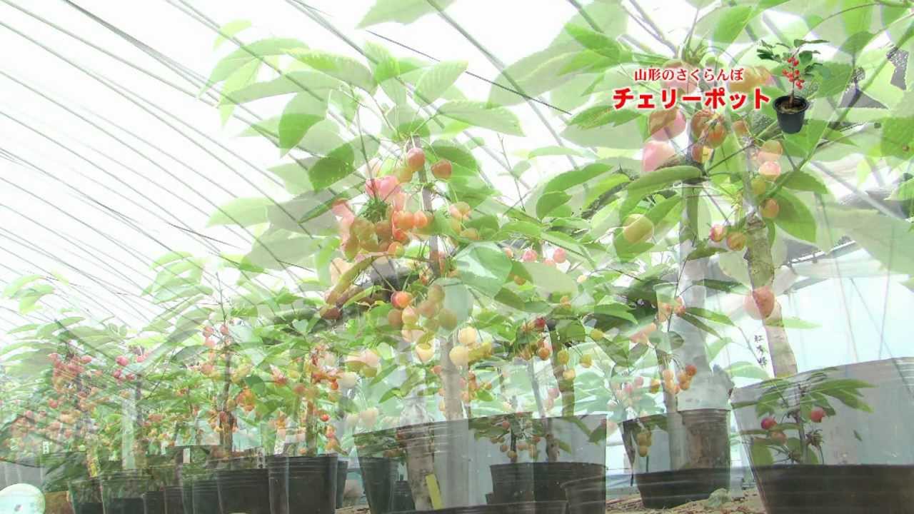 山形のさくらんぼ鉢植え　チェリーポット （観賞用・贈答用）