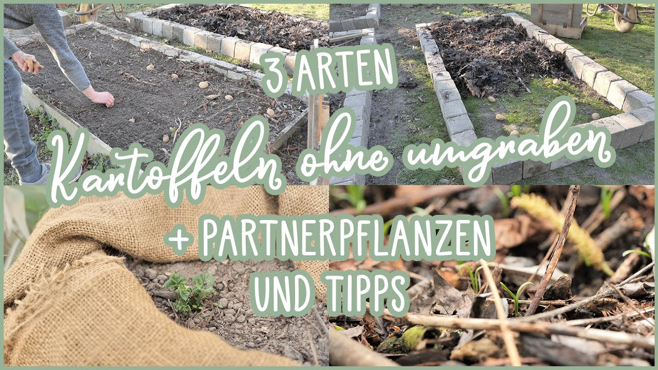 🥔 Kartoffeln anbauen im Garten OHNE UMGRABEN 🌼🌽🌱 Partnerkulturen und Tipps #Mulchkartoffeln