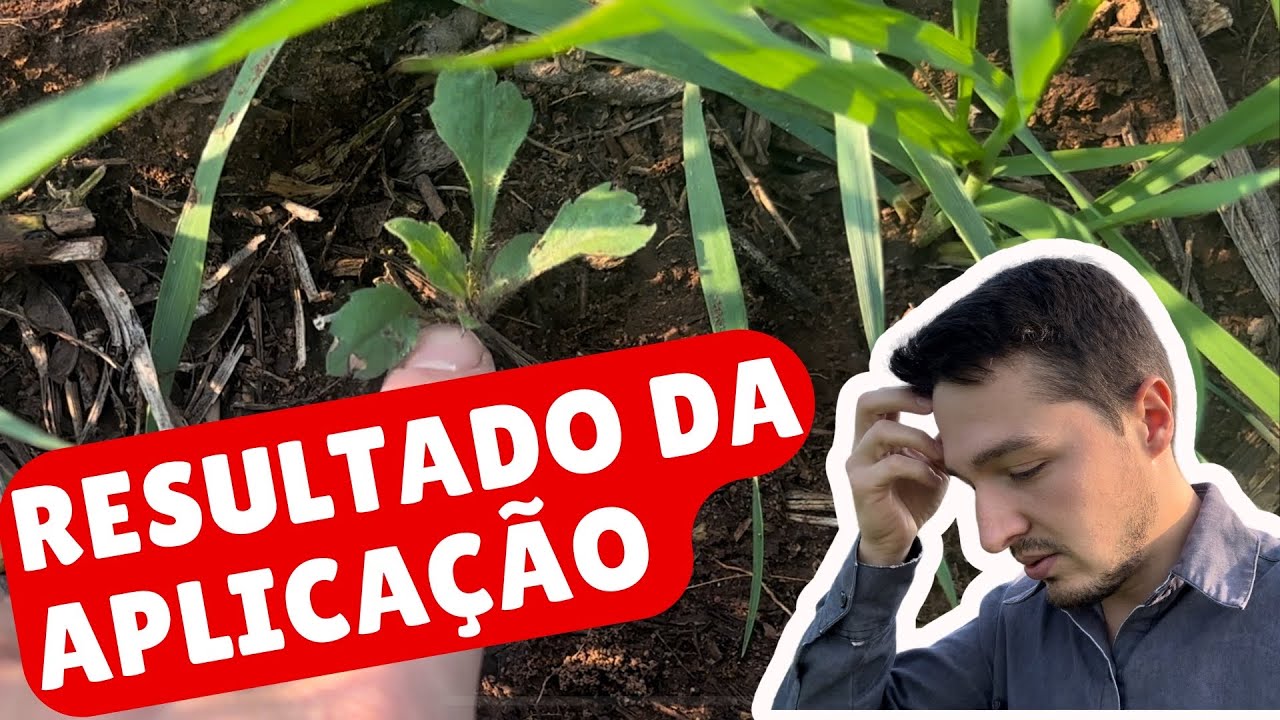 TRICEA NO TRIGO… resultado da aplicação!