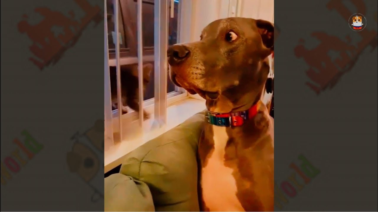 Funny Great Dane Compilation 2017 # 1