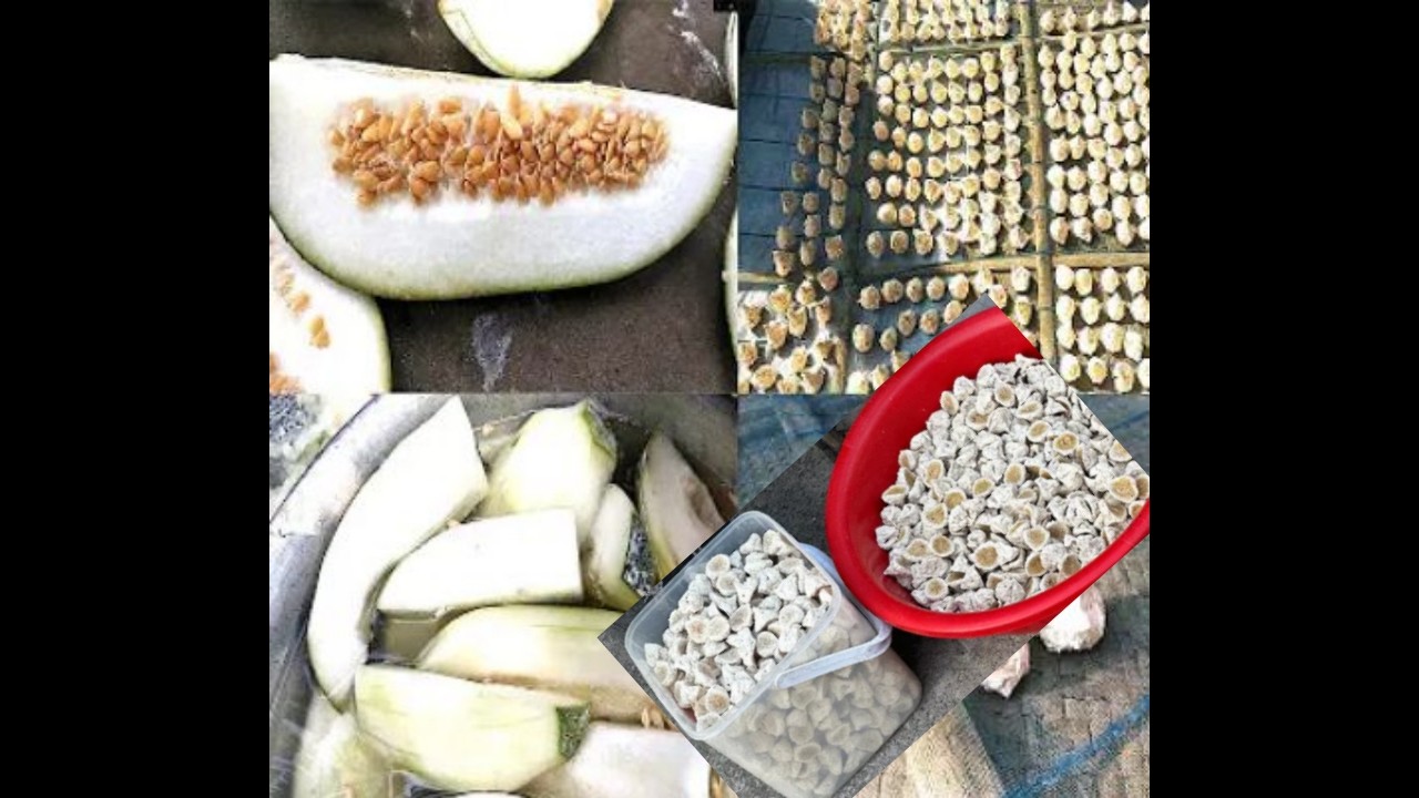 কুমড়ো বড়ি বানাতে হয় যেভাবে  এবং রোদে শুকানো হয়