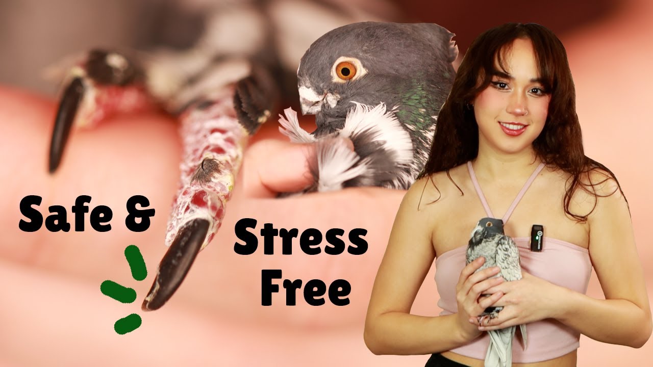How to Safely Trim Your Bird's Overgrown Nails |✂️ A Step by Step Guide for 🦜 Loving Bird Owners!