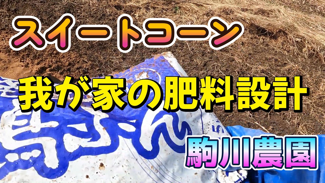 スイートコーンの施肥はこれだ　駒川農園　26.3.10