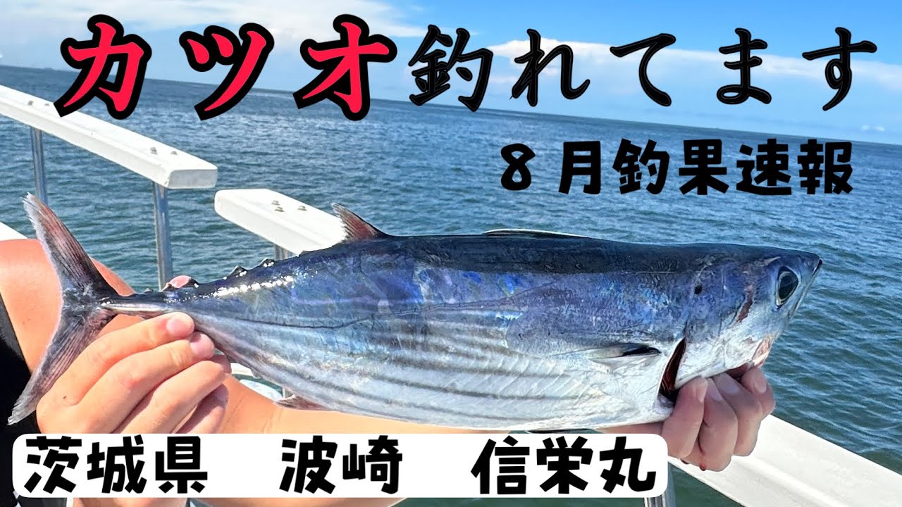 カツオ襲来中、茨城県波崎　信栄丸カツオマグロ船 2023.8.20釣果速報