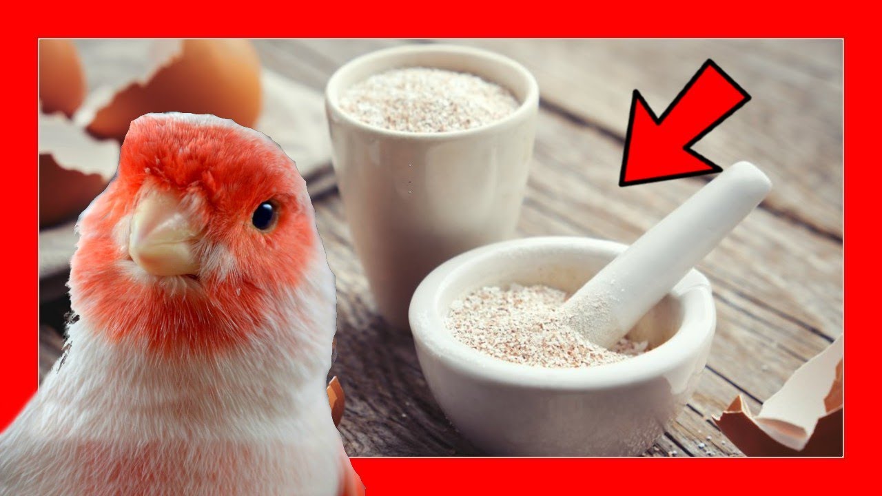 По этой причине 😱 Вы должны давать птицам яичная скорлупа Домашний кальций 100%