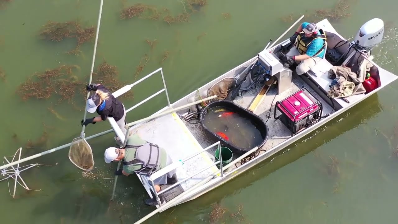 Invasive Goldfish Out of Place: A Growing Environmental Problem