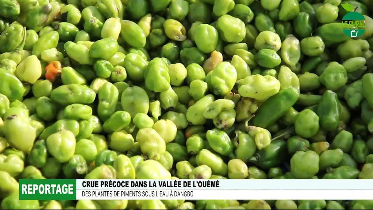 CRUE PRECOCE DANS LA VALLEE DE L'OUEME: Des plantes de piments sous l'eau à Dangbo