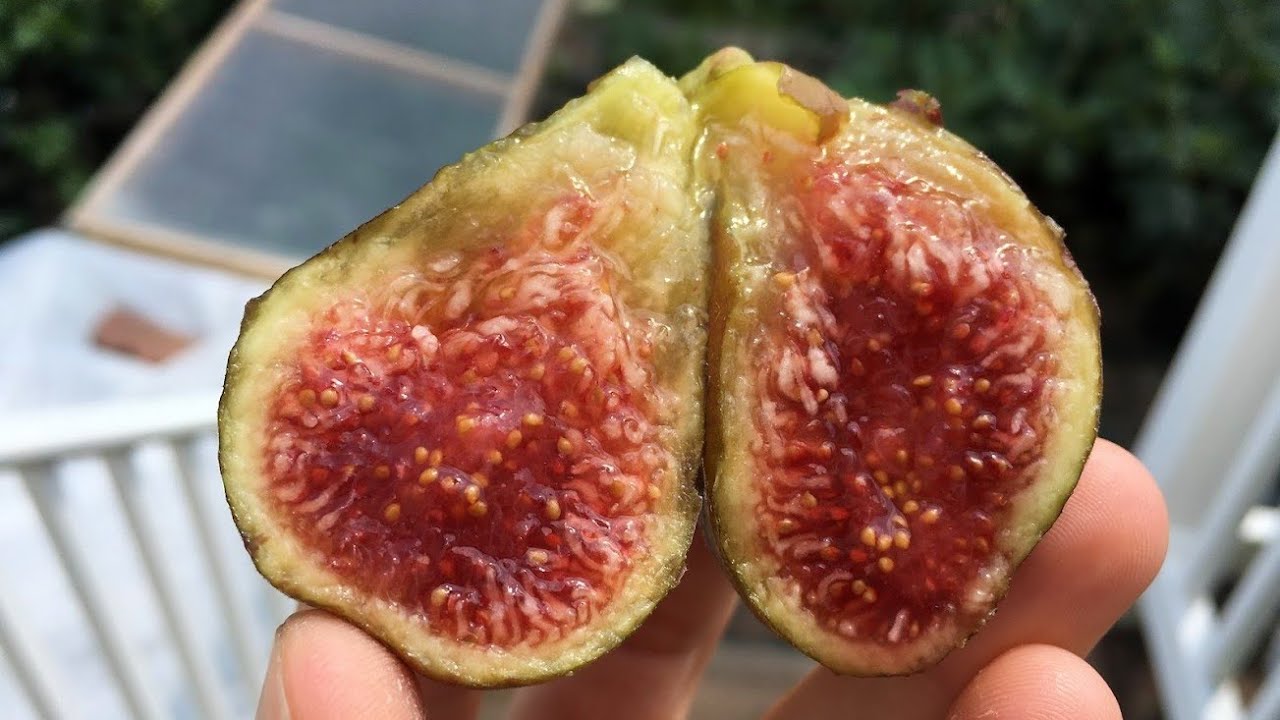 La Bourgeoise Fig - A French Favorite