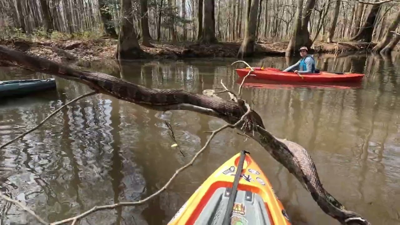 Congaree National Park 3.4.26 with Carolina Outdoor Adventures 