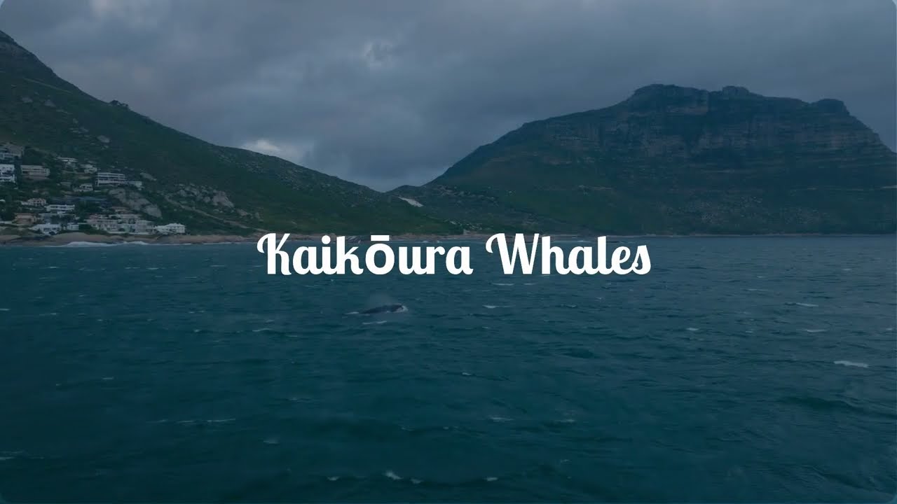 Kaikoura whale watching