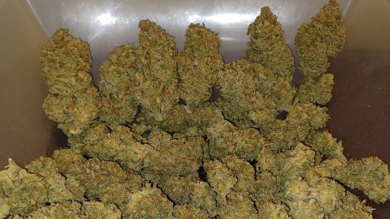 Big Jack Widow autoflower final weight 1 plant DWC  Weed Seed Express, Medical Marijuana