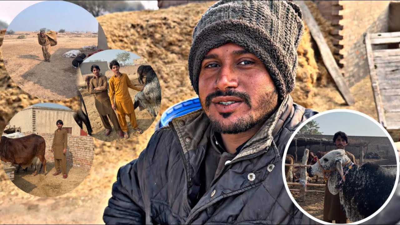 Bhai Ne Melay Ke Liye Janwar Tayar Kar Liya | Village Mela Preparation #vlog #villagelife