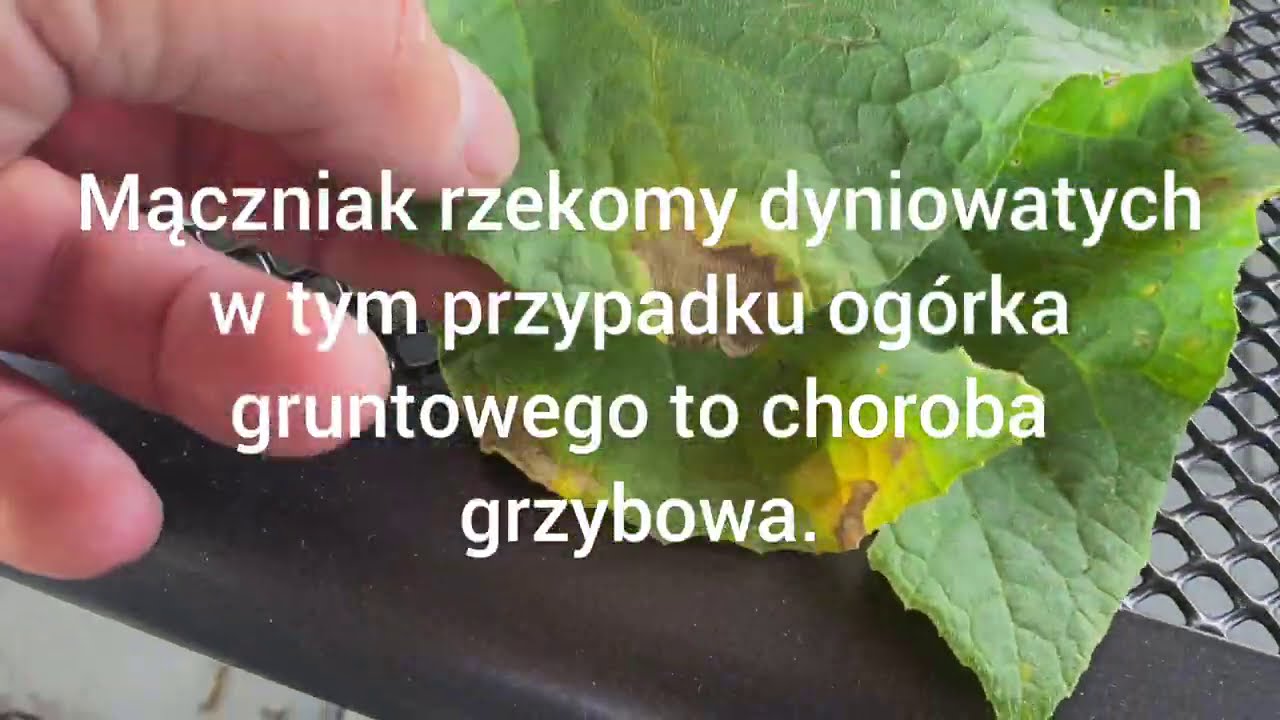 Choroby dyniowatych - Mączniak Rzekomy ogórka
