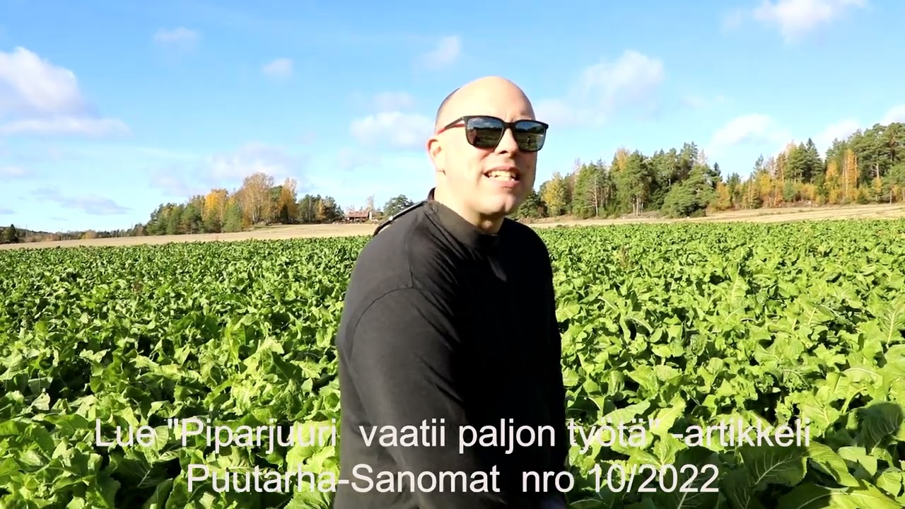 Knaapin tilalla piparjuurta ja maa-artisokkaa