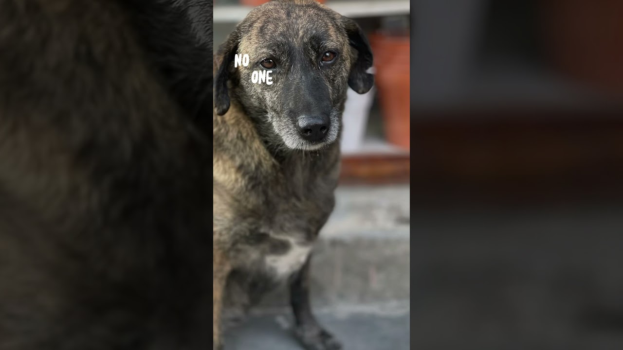 Love ❤️ #love #fypシ #dog #doglover #doglovers #dogshorts #pets #bonding #humanity #fypシ #goviral