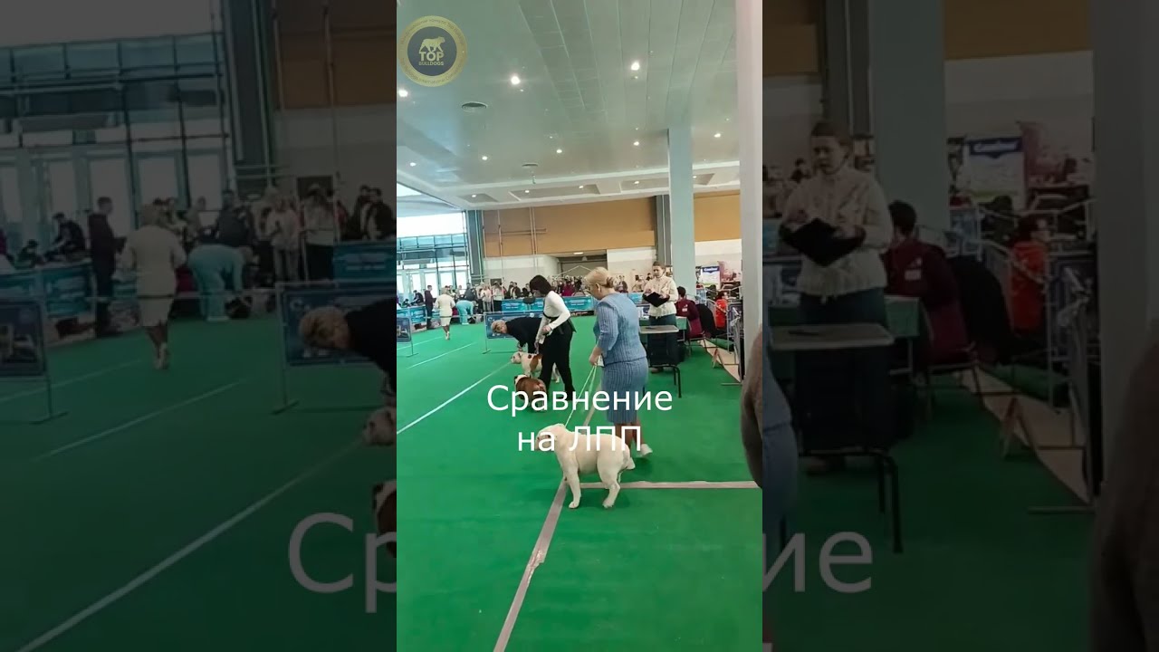 01.03.2026 г. IDS CACIB CUP OF BELARUS-2026/КУБОК БЕЛАРУСИ-2026, Minsk. Judge Nikola Volic, Serbia