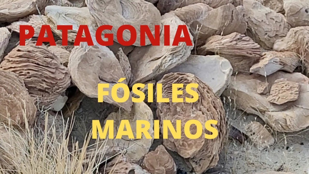 PATAGONIA - FÓSILES MARINOS