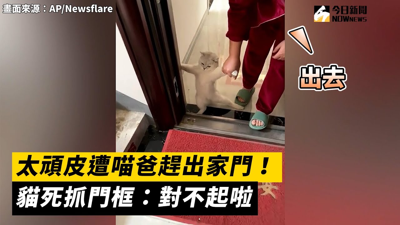 太頑皮遭喵爸趕出家門！ 貓死抓門框：對不起啦｜NOWnews