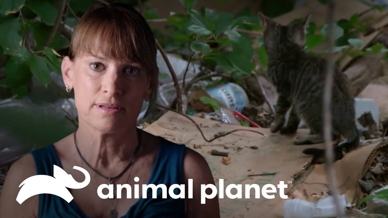 Dori sai em busca dos gatos de rua que precisam de ajuda | Força Tarefa Animal | Animal Planet