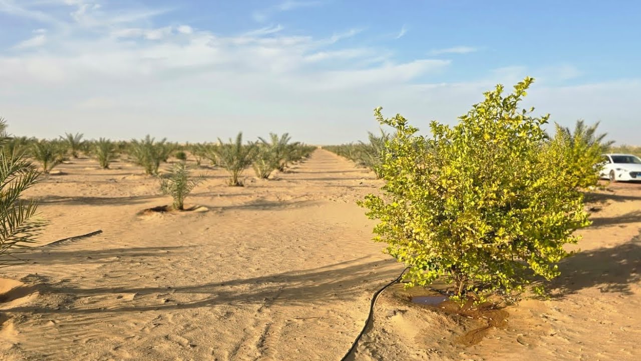موسم زراعه النخيل في الوادي الجديد 01007278242