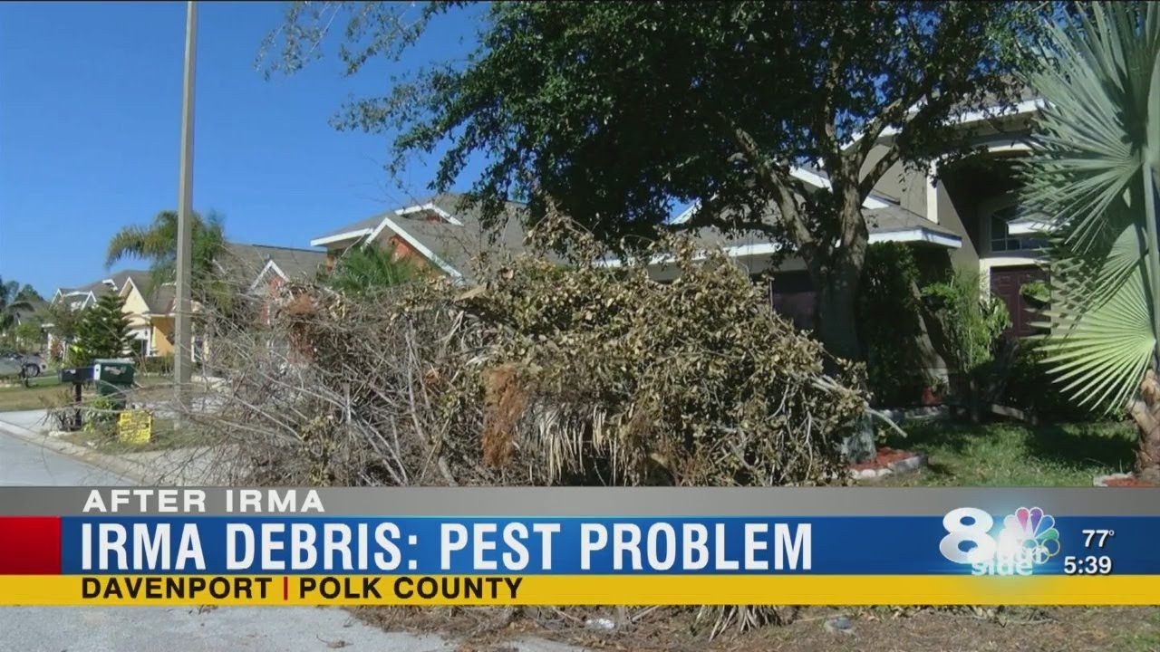 Pest Problem