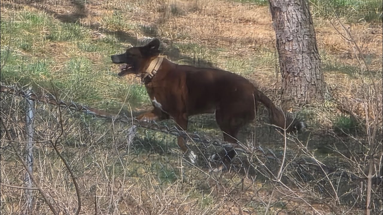 Nice Afternoon To Play Fetch!! Jet Eats The Grass & Gunnar & Belle Running!🏵🪷