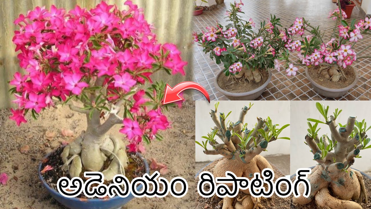 అడెనియం రిపాటింగ్ | Adenium Tips | Adenium Pruning 💐💐
