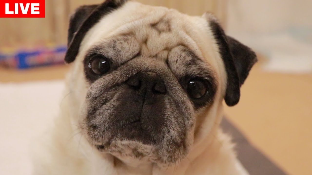 🌹母の日🌹子供をたくさん産んだ元繁殖犬まきちゃんを労う生配信