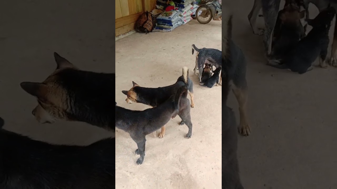 chó săn lợn rừng hươu nai sương dương. chó săn đa năng aub caum npuateb
