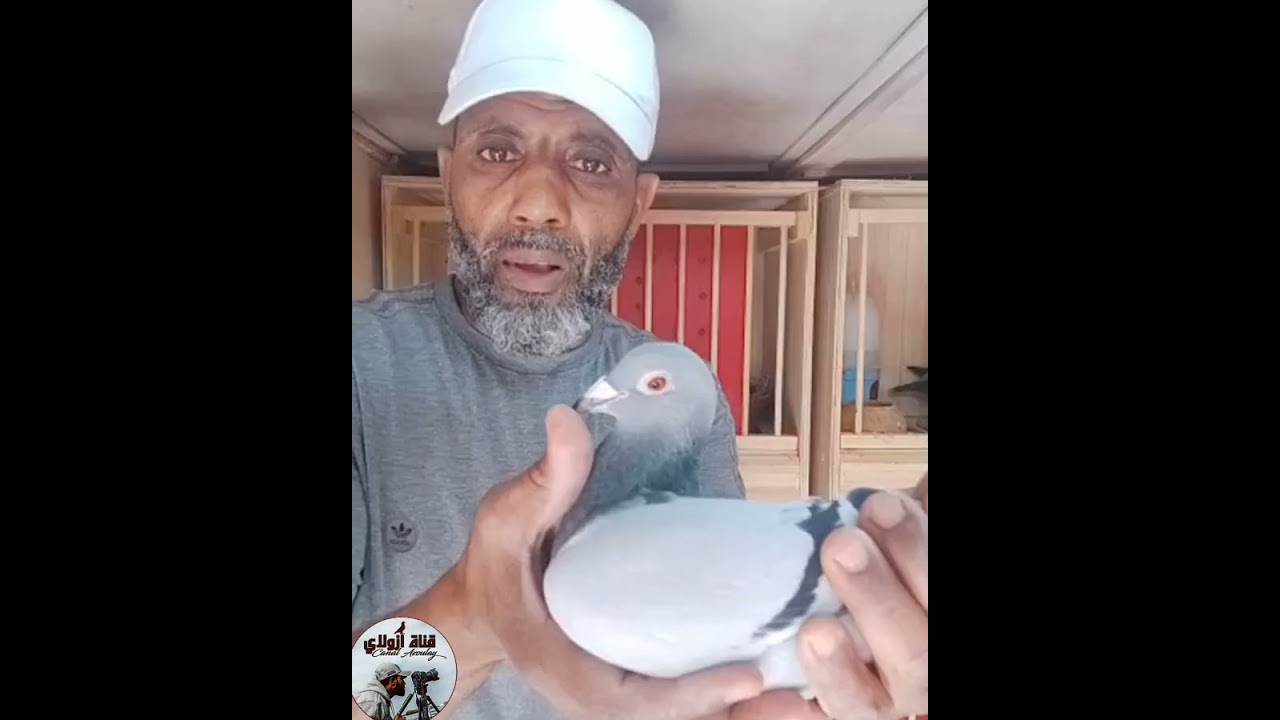 أدخل تولع مع الجديد عند أخوك أزولاي وبارطاجي برجولة لتعم الفرجة 03/06/2023