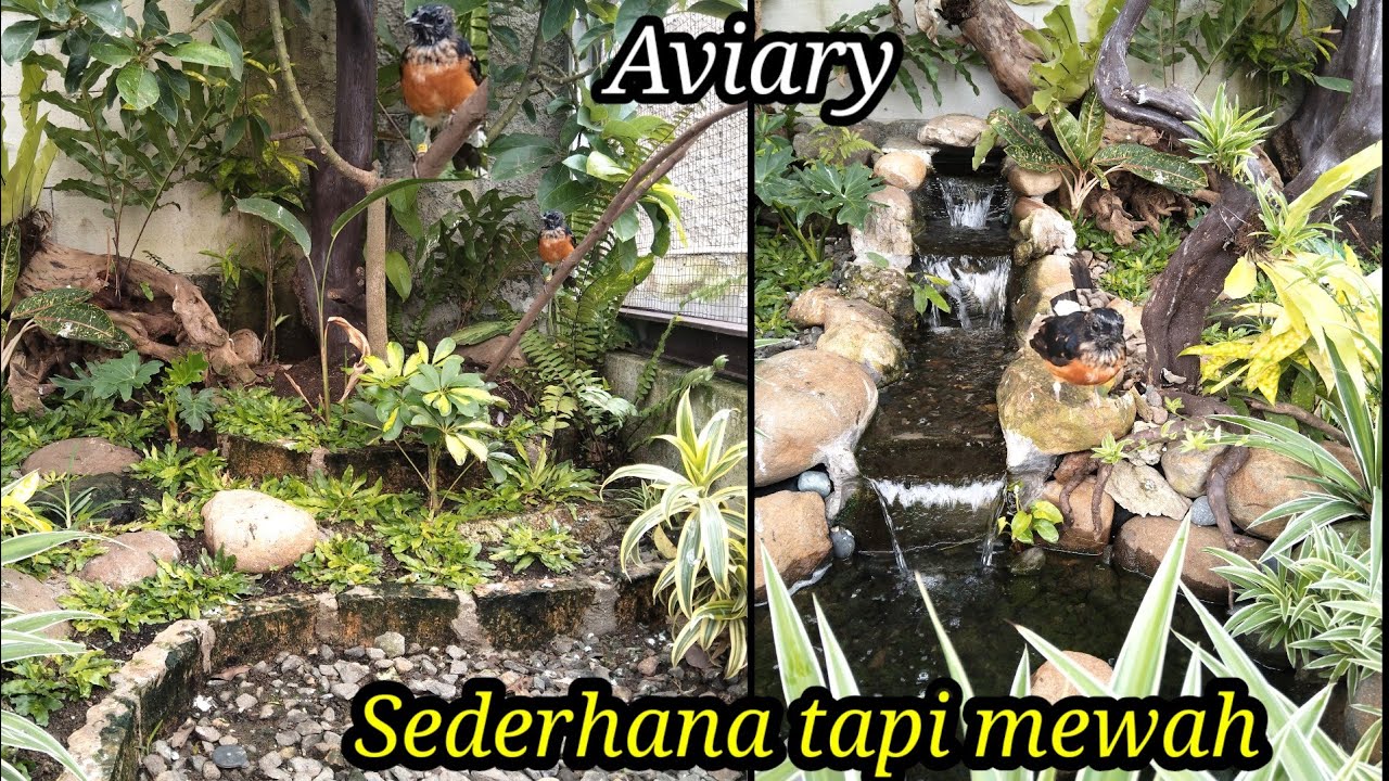 Membuat aviary sederhana tapi istimewa