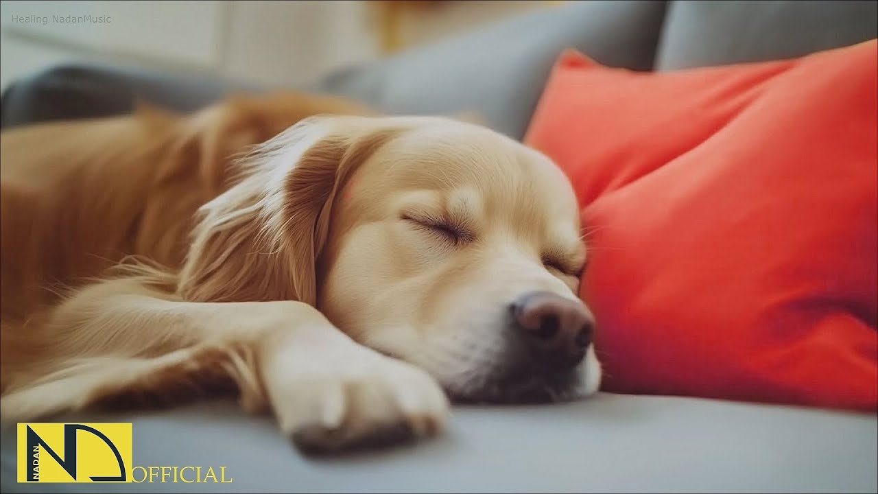 20 HOURS of Dog Calming Music🐶🎵Dog Separation Anxiety Relief🐶💖Music For Dog Sleep⭐Healing NadanMusic