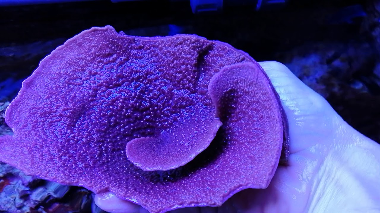 Montipora capricornis purple- XL Coral gandalf