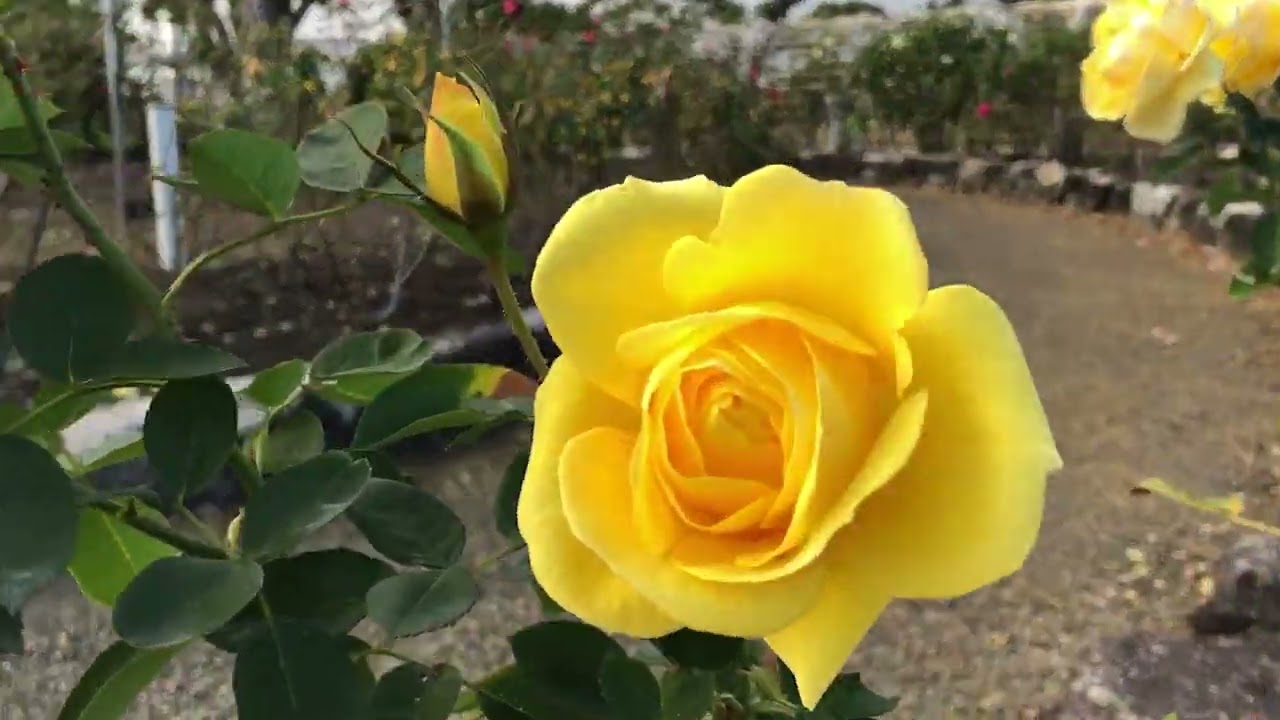 ワイエムエス　フレンドリー　駕与丁公園のバラ園（粕屋町）　2025/12/18