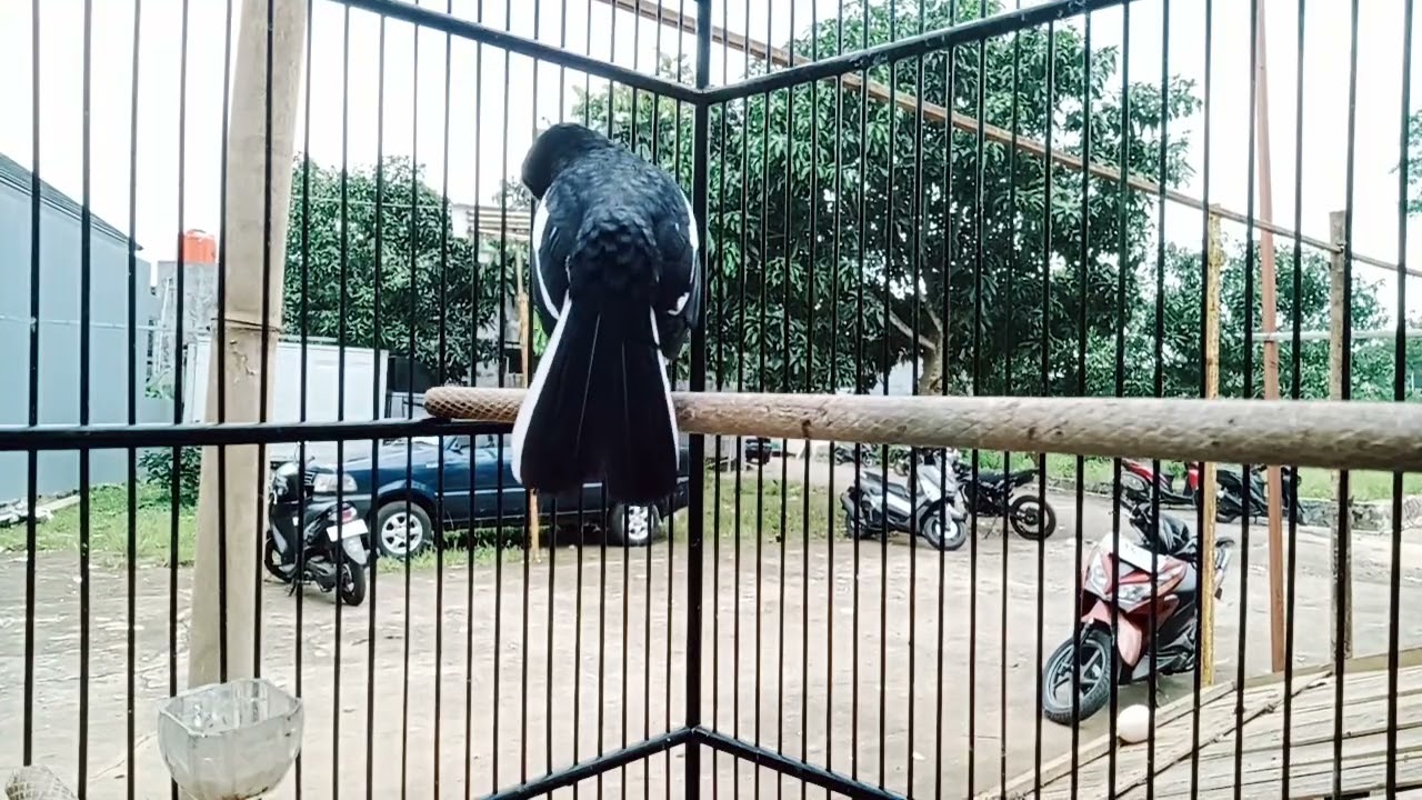Kacer bahan belajar bongkar materi 
