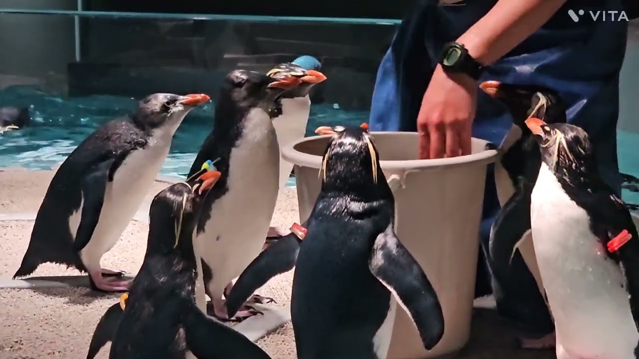 キタイワトビペンギンの給餌