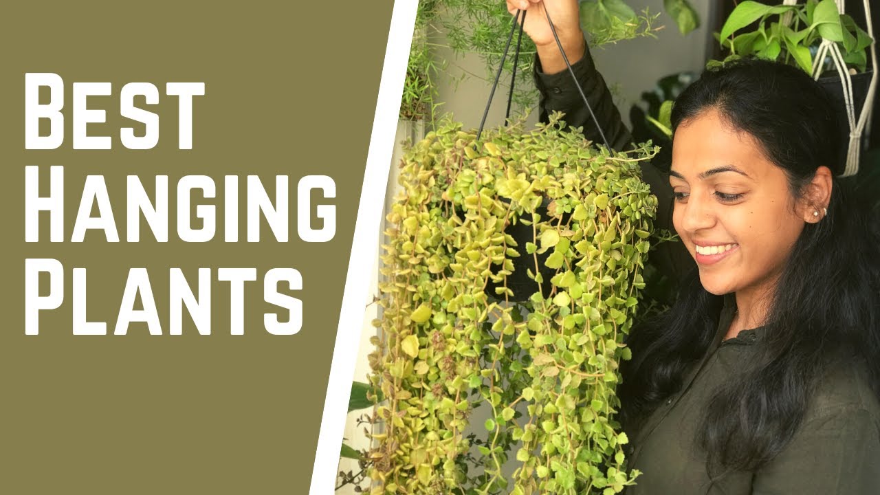 6 Best hanging plants for your home & balcony | Care & Hanging plant decoration tips