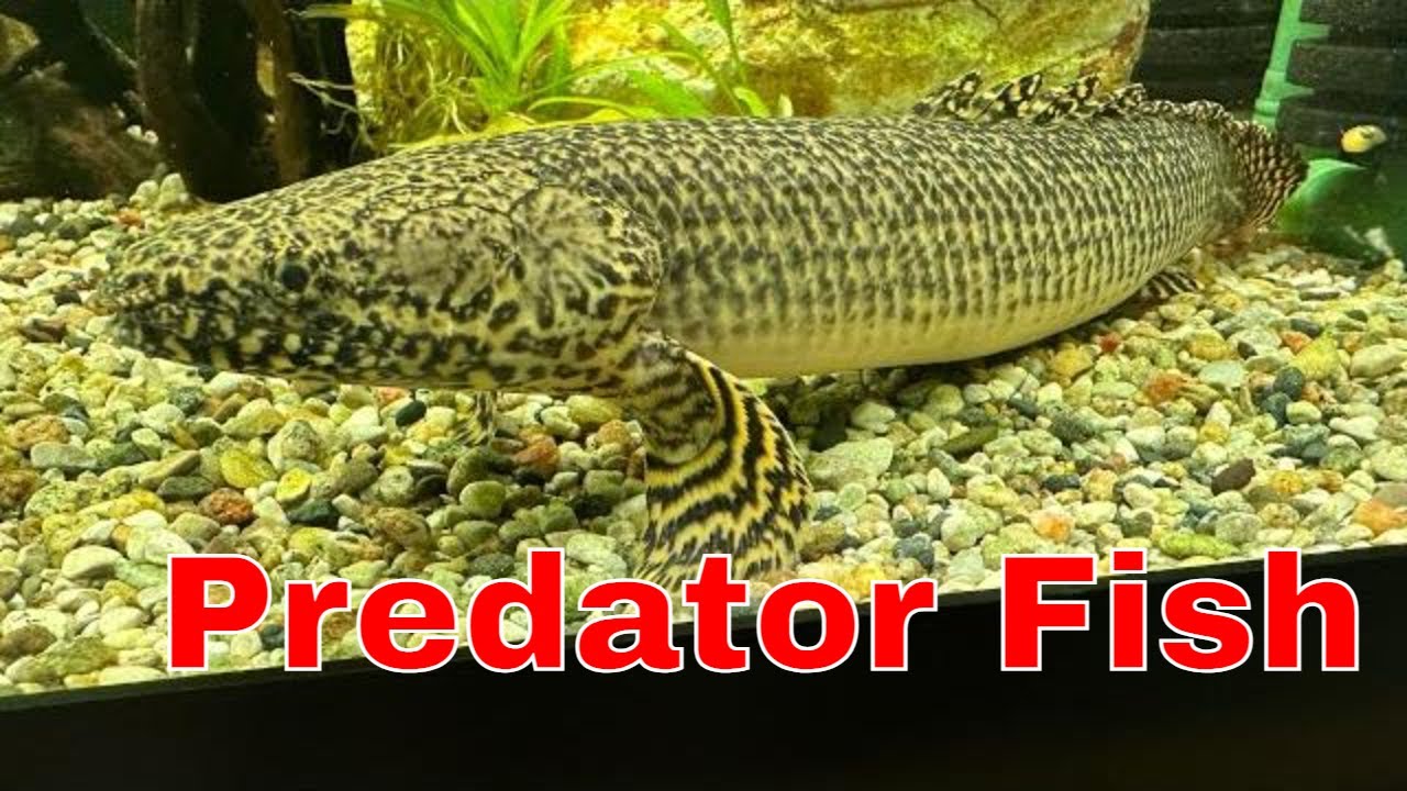 Everything You Need To Know About Bichir Care