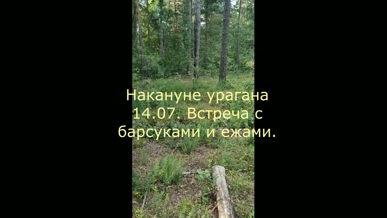 Накануне урагана 14 07  Встреча с барсуками и ежами.