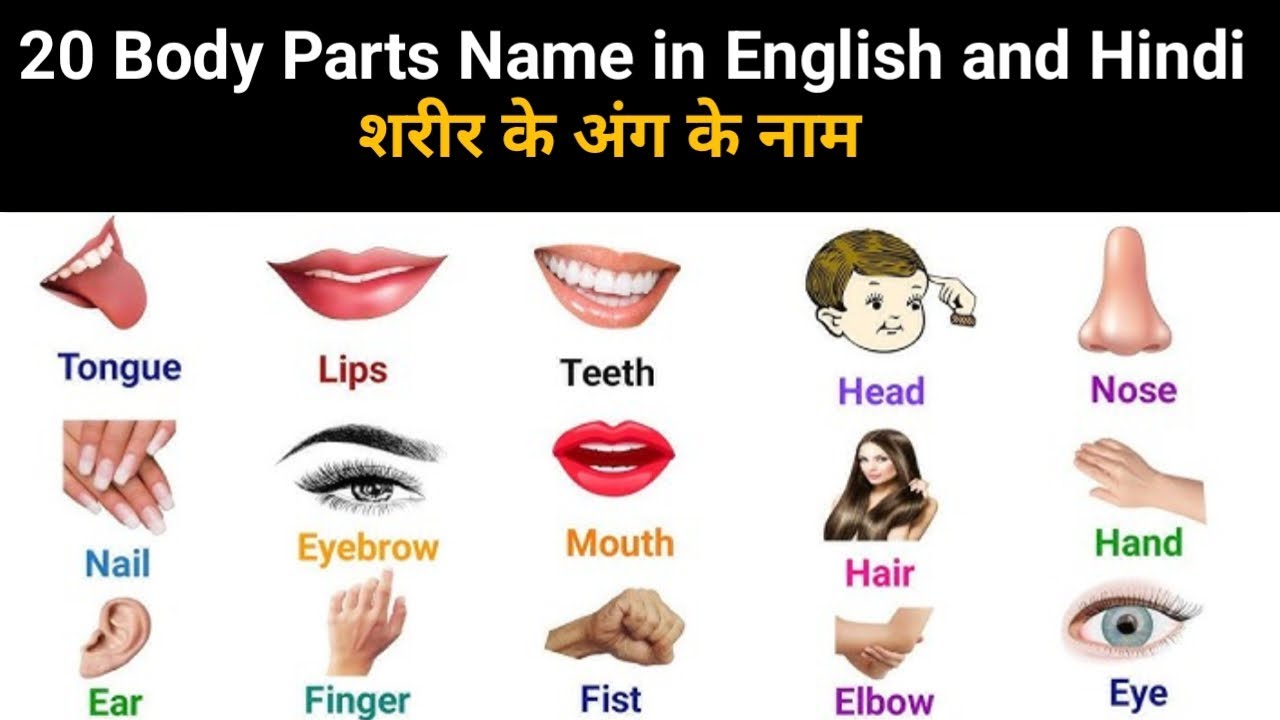 50 Body parts name in English and Hindi | Human Body Parts Name | Parts of Body Name