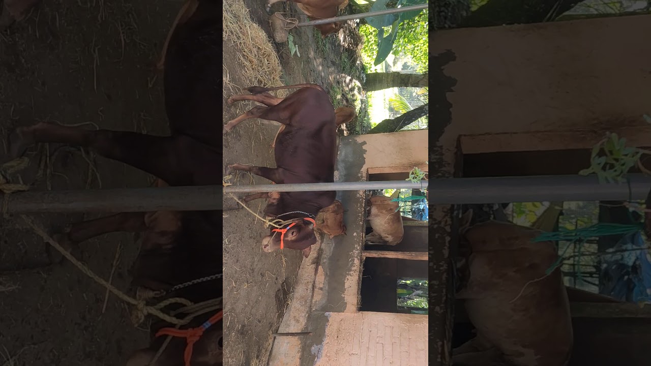 Vechoor cows&bull