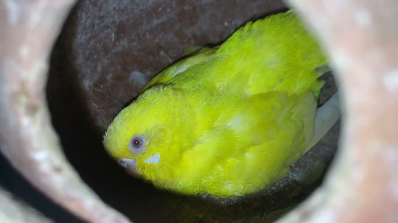 Cute budgies breeding progression 😍 EP: 34